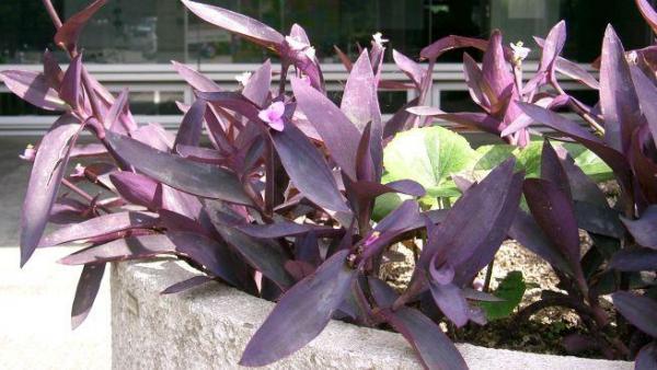Cuidados de la planta purpurina - EcologíaVerde