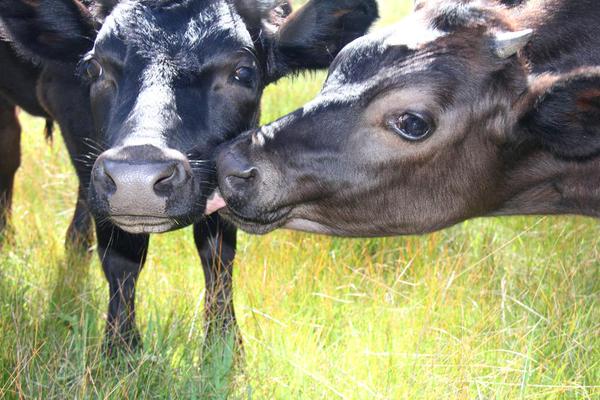 Video: Las vacas no abandonan a un amigo caído | Blog | PETA Latino