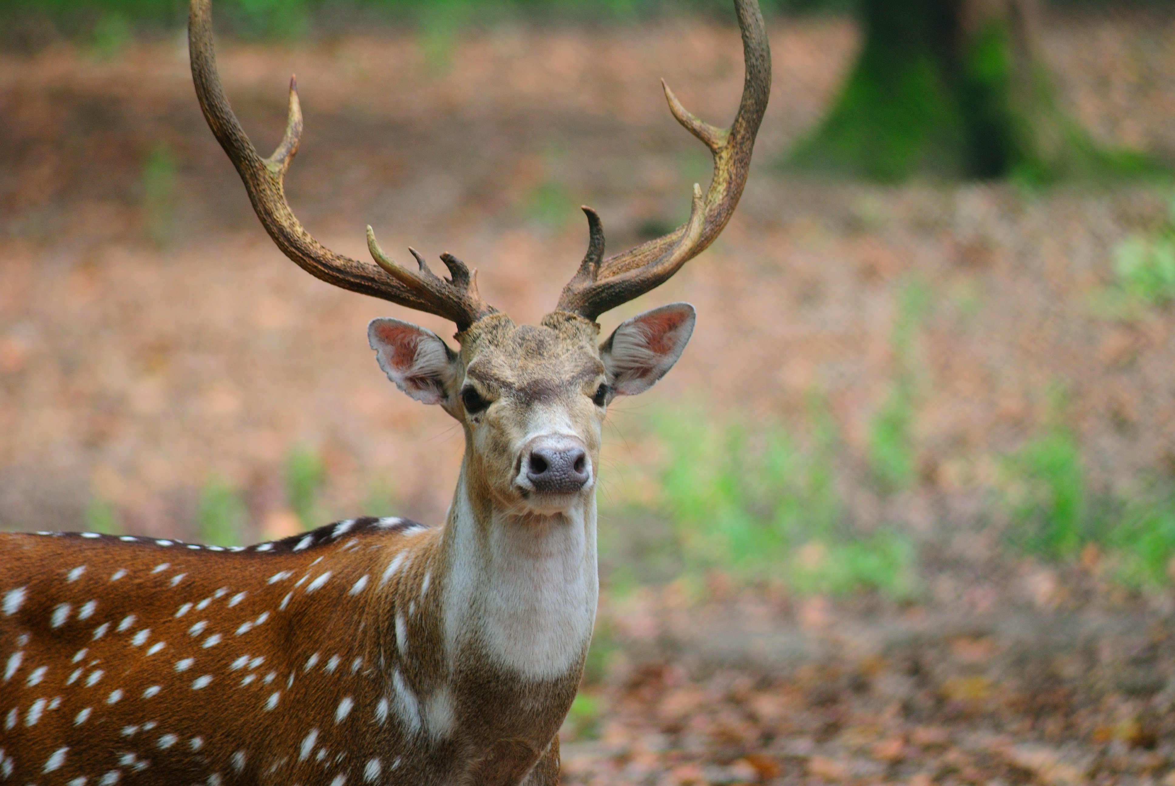 ¿Por qué está mal la caza? | Blog | PETA Latino