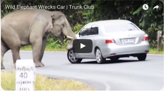 Dieser Elefant fühlt sich bedroht. Was er mit dem Auto anstellt ist unglaublich! | EIN HERZ FÜR TIERE Magazin