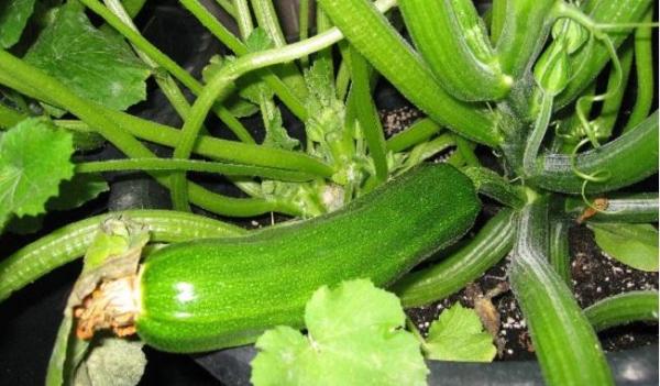 Cultivar calabacín en maceta - EcologíaVerde