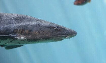 El nado con tiburones y alimentar a las mantarrayas son las peores ideas de SeaWorld hasta ahora | Blog | PETA Latino