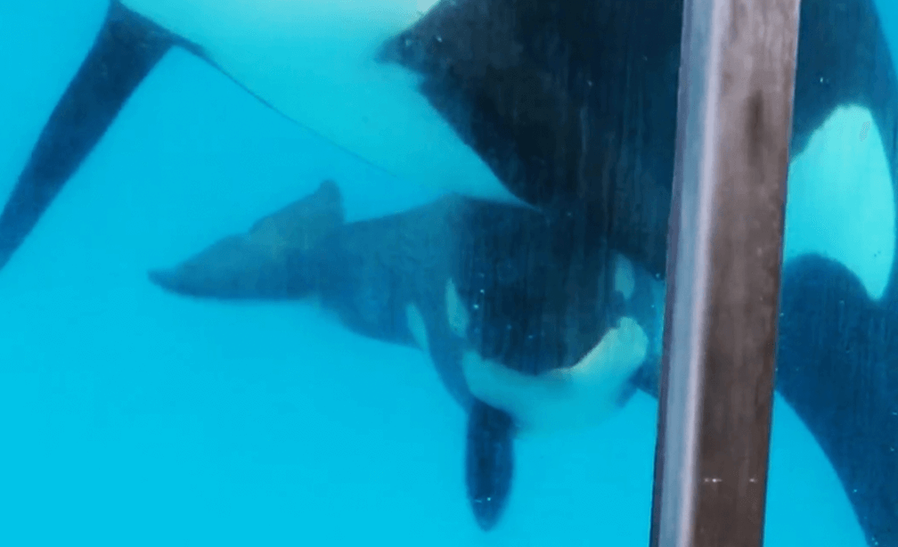 Kyara—Takara’s Daughter and the ‘Last’ Orca to Be Born at SeaWorld—Has Died | Blog | PETA Latino