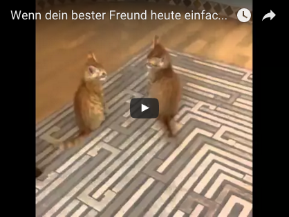 Katze springt Bruder an und will spielen | EIN HERZ FÜR TIERE Magazin