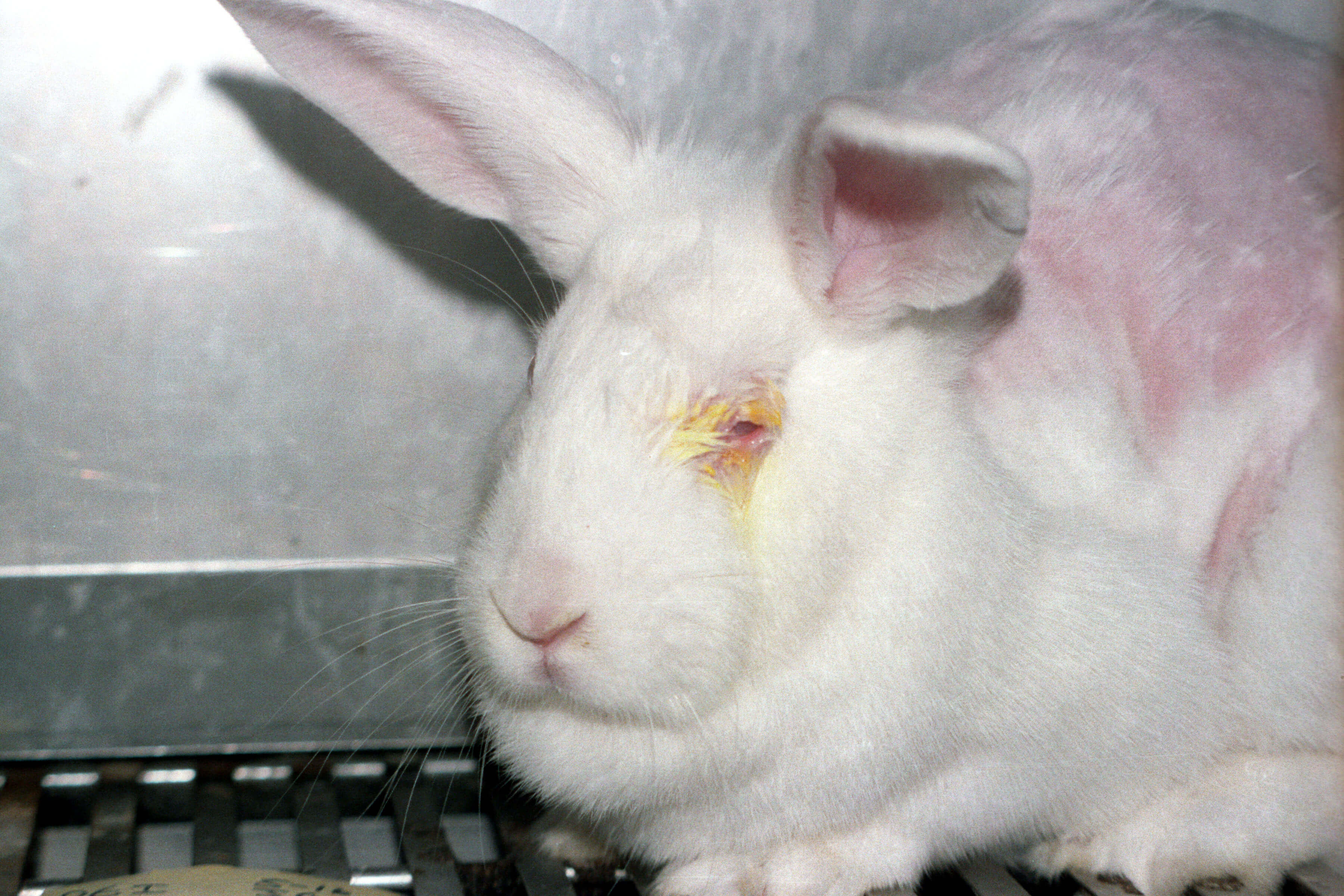 Top 5 Reasons to Stop Animal Testing | Blog | PETA Latino