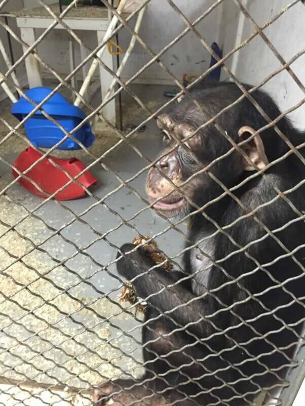 La chimpancé Lisa Marie finalmente está libre | Blog | PETA Latino