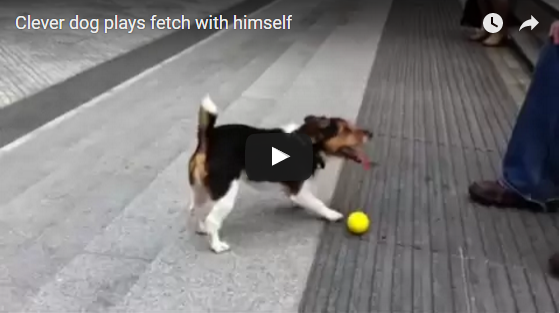 Hund spielt sich selbst den Ball zu | EIN HERZ FÜR TIERE Magazin