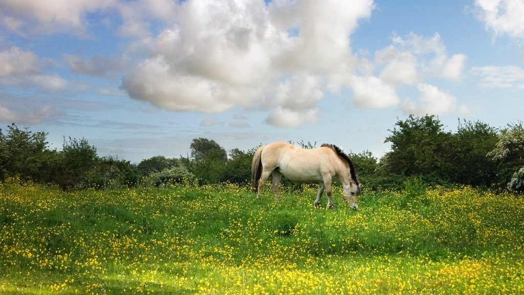 9 Fotos que harán que NUNCA te subas a un carruaje tirado por caballos | Blog | PETA Latino