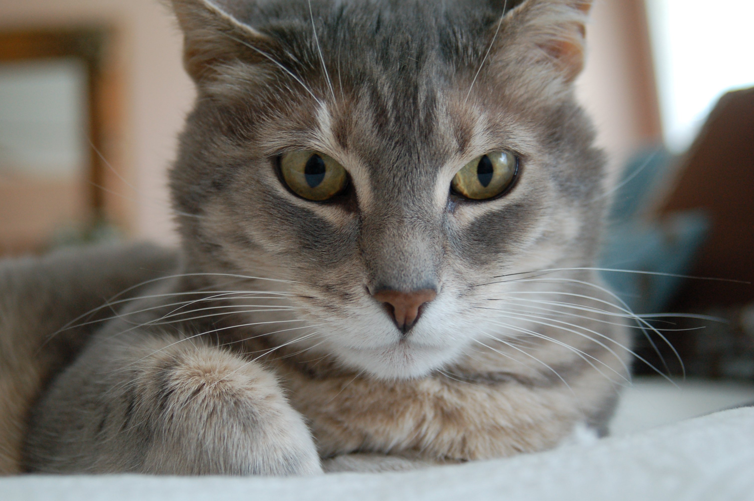 Miami–Dade County Dumps Cat Dissections | Blog | PETA Latino