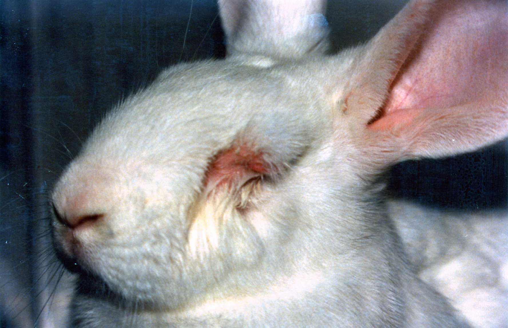 Las 5 razones más importantes para detener la experimentación animal | Blog | PETA Latino