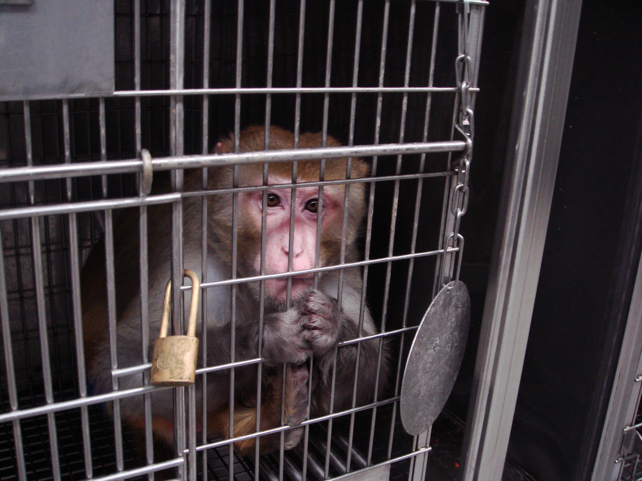 Air France Ships Abused Monkeys to Laboratories | Blog | PETA Latino