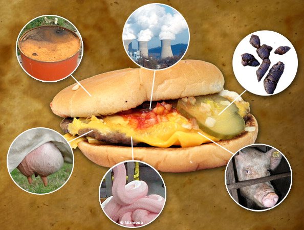 Gross! 7 Things Actually Found in Food | Blog | PETA Latino
