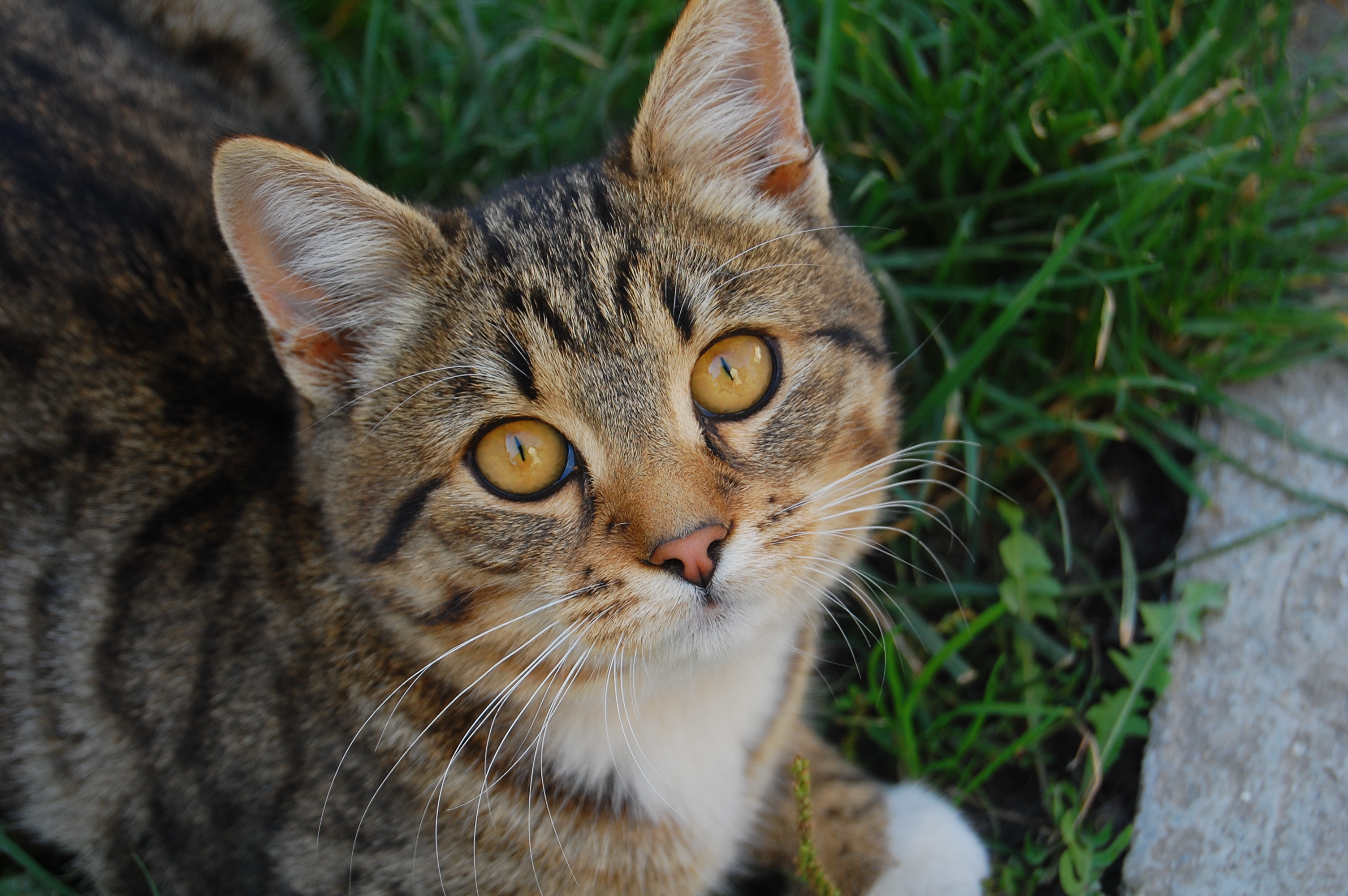 ¡Victoria! La Universidad de Washington cesa el tormento de gatos por presión de PETA | Blog | PETA Latino