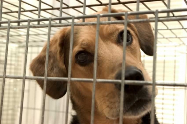 Video: Bomberos salvan a perro que casi muere por estar atrapado en un portador diminuto | Blog | PETA Latino