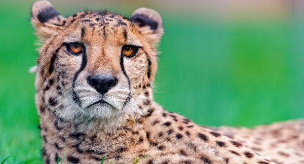 El guepardo, en serio peligro de extinción - EcologíaVerde