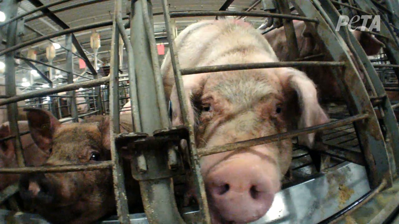 ¿Se supone que los humanos deben comer carne? | Blog | PETA Latino