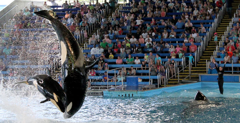 Lo que esta veterinaria vio en el SeaWorld de San Antonio te atormentará | Blog | PETA Latino