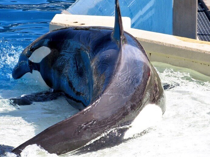 Deplorable: fotos de testigo muestran orca en SeaWorld cubierta de lastimaduras | Blog | PETA Latino