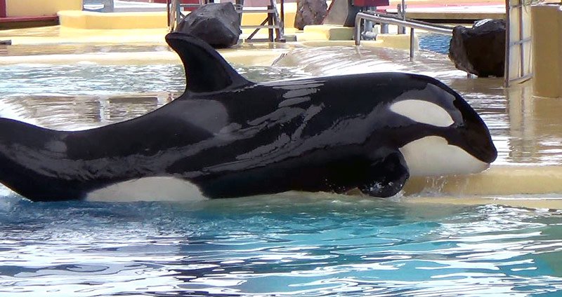 El maltrato internacional de orcas de SeaWorld al descubierto en Loro Parque | Blog | PETA Latino