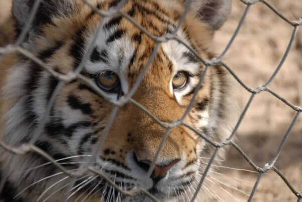 Cruda herida de tigre difícil de mirar | Blog | PETA Latino