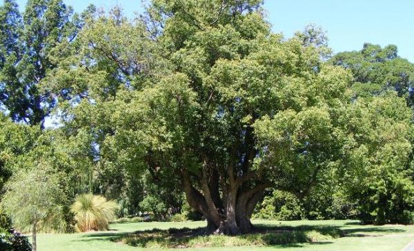 Cultivo del árbol de canela - EcologíaVerde