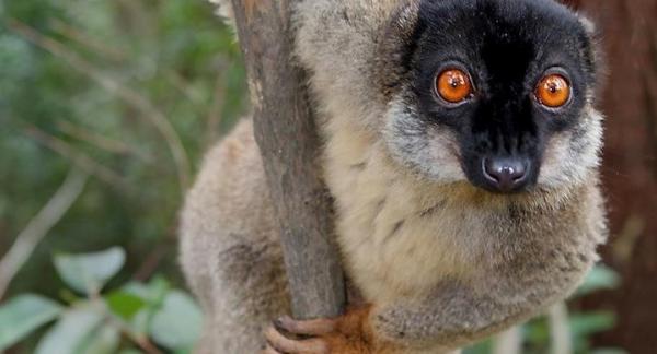 Los lemures se drogan mordiendo milpiés - EcologíaVerde