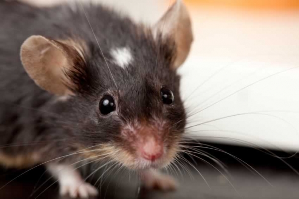 Scientists Learn About Human Memory by Studying Humans, Not Animals | Blog | PETA Latino