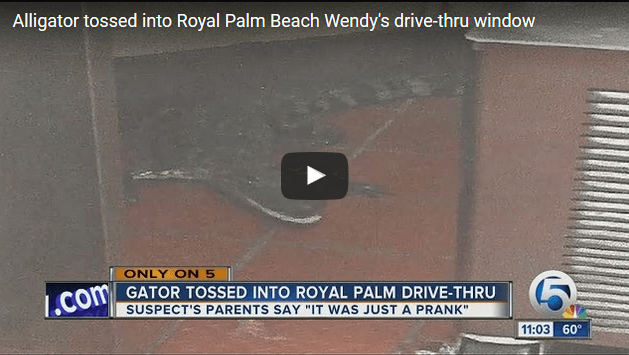 Man Arrested for Hurling Alligator Into Wendy's Drive-Through | Blog | PETA Latino