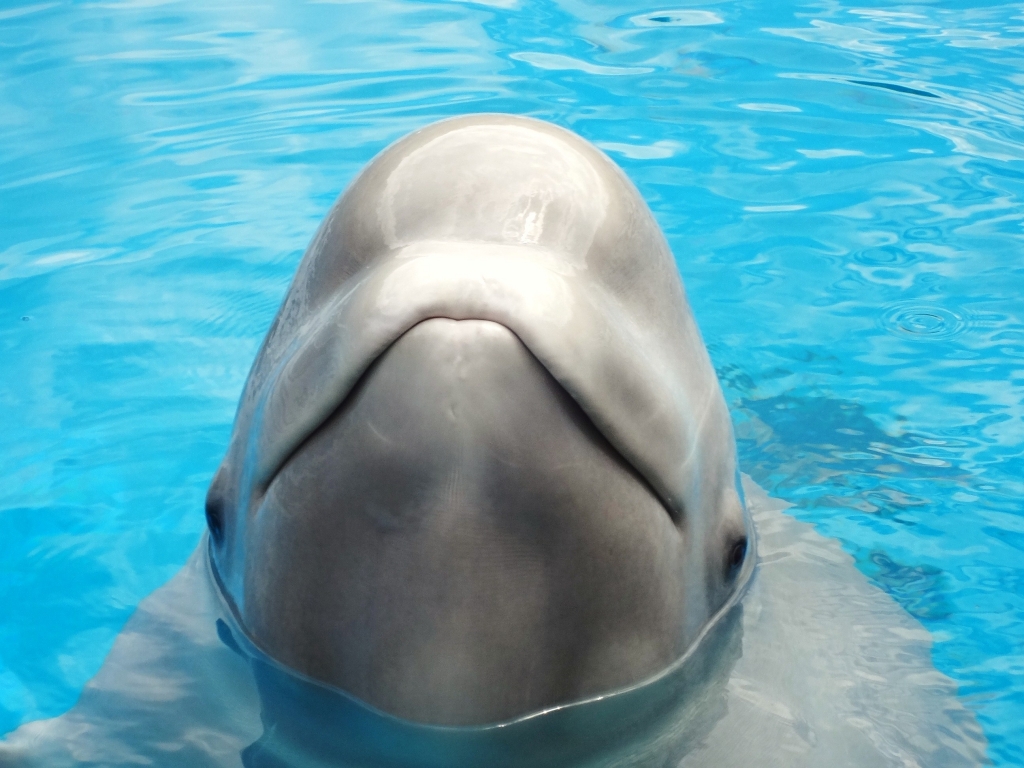 Ballena beluga muere bajo el cuidado del Shedd Aquarium | Blog | PETA Latino