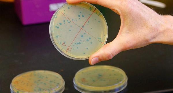 Las bacterias, buenas aliadas de la ecología - EcologíaVerde