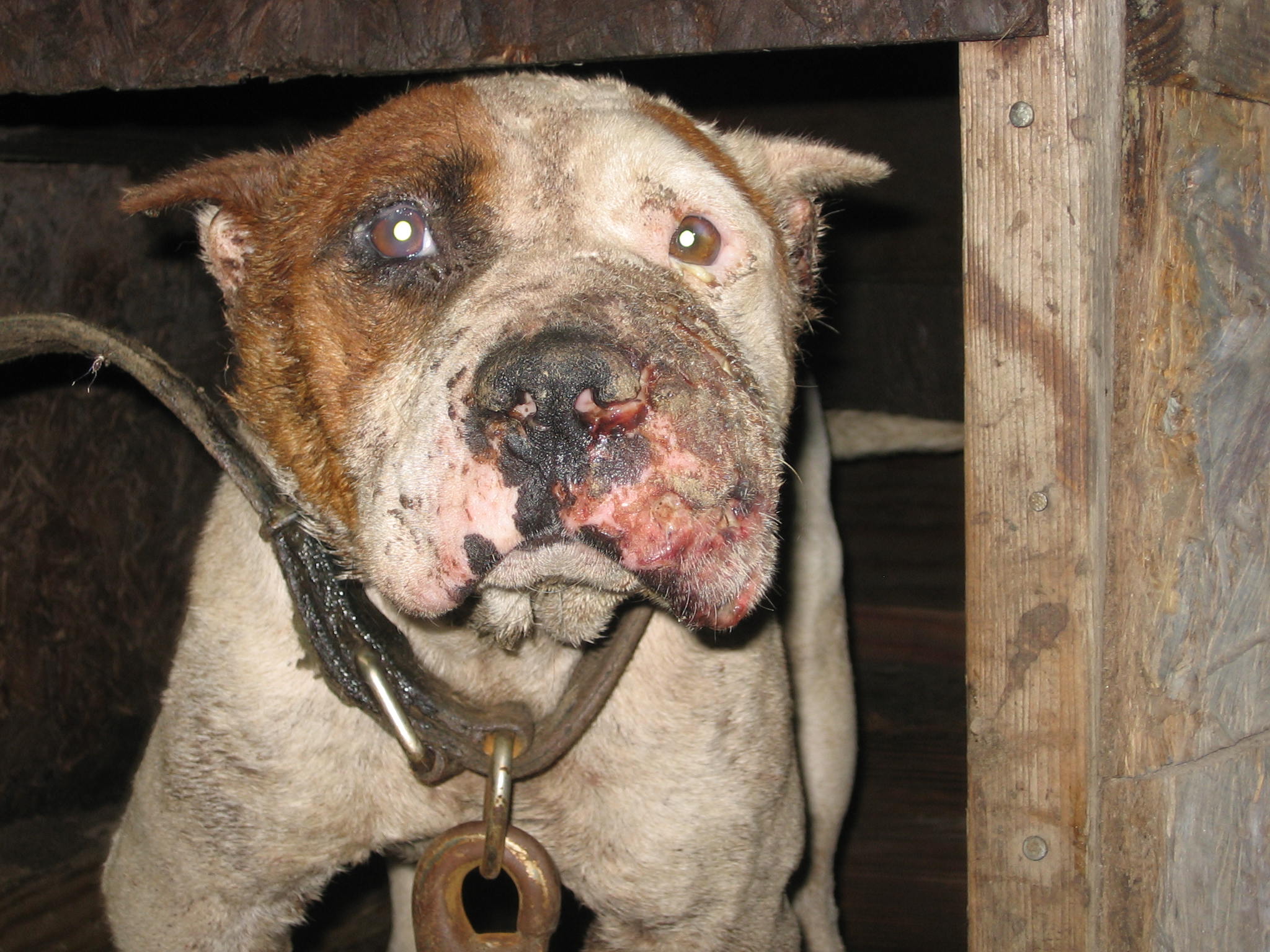 Faces of Dog Abuse: The 6 Saddest Photos You'll Ever See | Blog | PETA Latino
