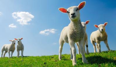 16 Things You Need to Know About Wool | Blog | PETA Latino