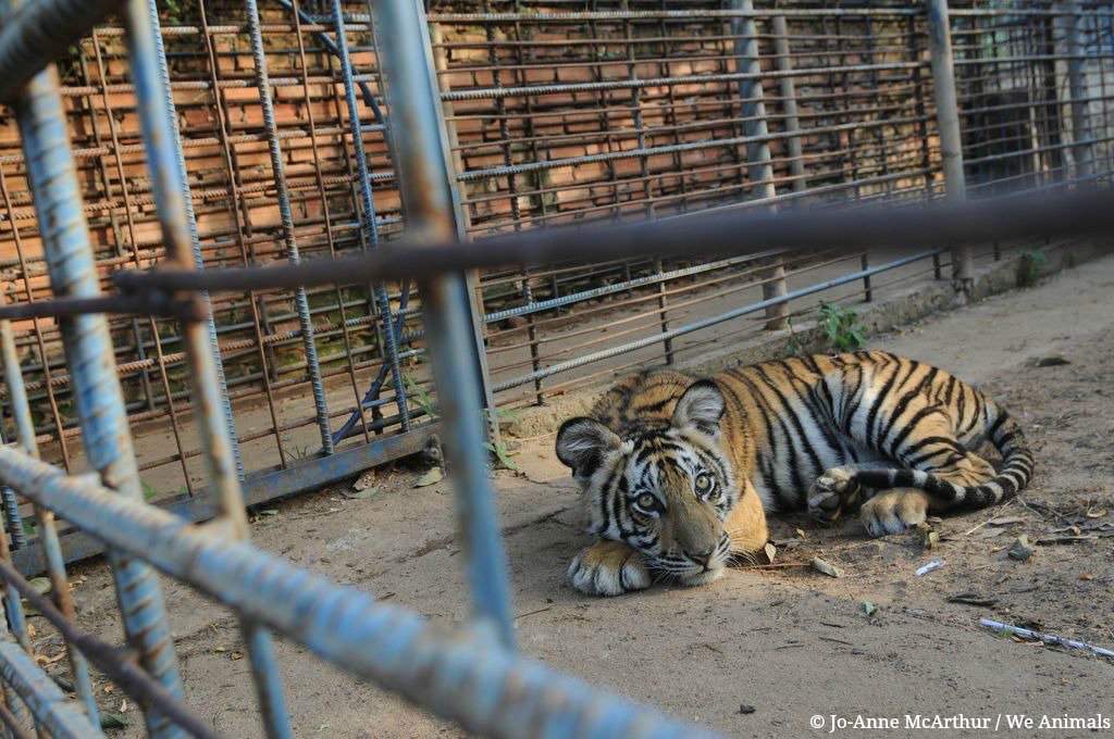 Animales están muriendo de hambre en zoo venezolano | Blog | PETA Latino