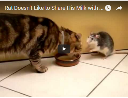 Diese Ratte weiß genau was sie will! Und die Katze hat kaum eine Chance sich zu wehren | EIN HERZ FÜR TIERE Magazin