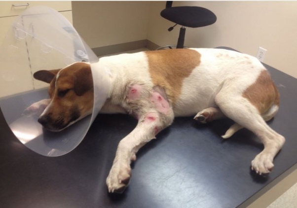 Video: Watch This Injured Puppy's Miraculous Transformation | Blog | PETA Latino