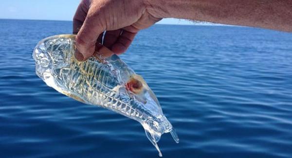 Un pescador captura un asombroso pez transparente - EcologíaVerde