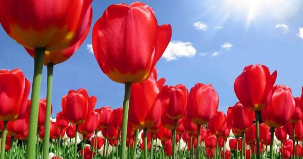 Datos curiosos sobre los tulipanes - EcologíaVerde