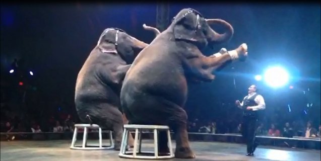 Top 8 Worst Circuses | Blog | PETA Latino