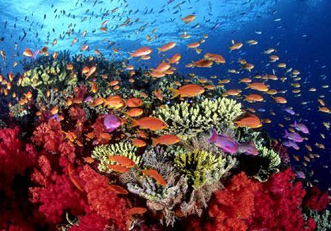 Corales marinos en peligro de extinción - EcologíaVerde