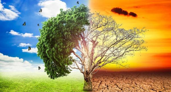 Impacto ambiental del aumento de las temperaturas - EcologíaVerde