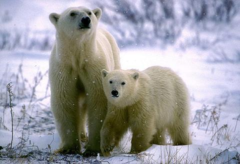 El oso polar está en peligro de extinción - EcologíaVerde