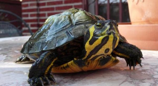 Las tortugas de Florida, prohibidas en España - EcologíaVerde
