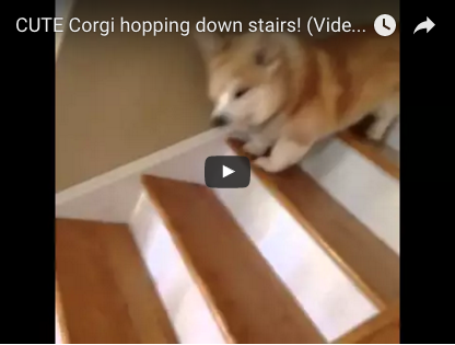 Dieser Corgi hat eine ganz spezielle Technik des Treppensteigens, die jeden zum Lachen bringt | EIN HERZ FÜR TIERE Magazin
