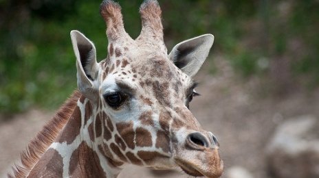 8 veces en que los zoológicos fueron malos para las jirafas | Blog | PETA Latino