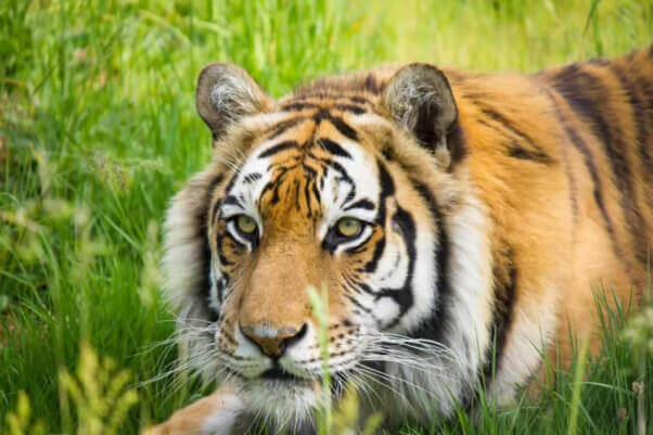 Justin Bieber posa con un tigre maltratado | Blog | PETA Latino