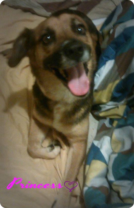 PETA le da reconocimiento a la policía de San Juan por rescatar a un perro | Blog | PETA Latino