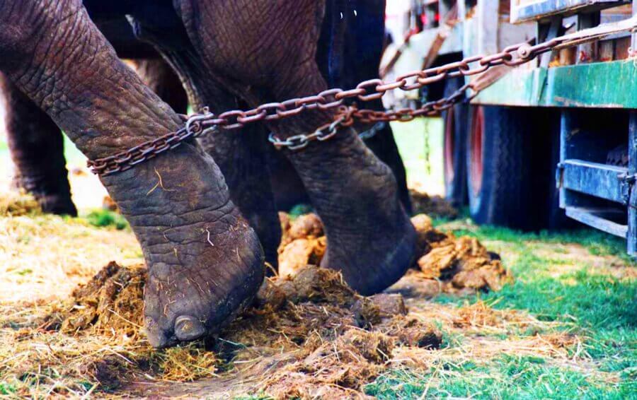 R.I.P. Minyak: A Casualty in Ringling's Infamous Legacy | Blog | PETA Latino