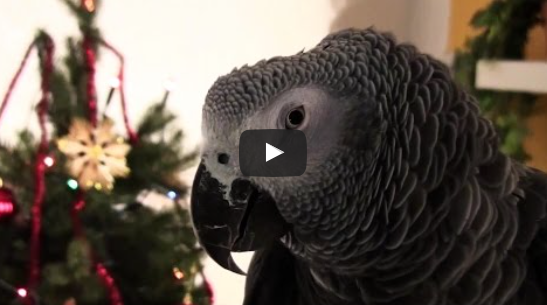 Papagei Stivy wünscht fröhliche Weihnachten | EIN HERZ FÜR TIERE Magazin