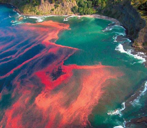 Efectos de una marea roja - Sorprendente! - EcologíaVerde