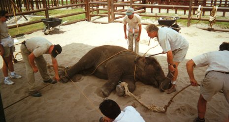 R.I.P., Riccardo: Remembering One of the Youngest Ringling Fatalities | Blog | PETA Latino